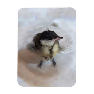 Tidi my Bird the Parus Major Magnet