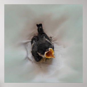 Tidi my Bird the Parus Major Poster