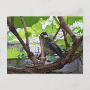 Tidi my Bird the Parus Major Postkarte
