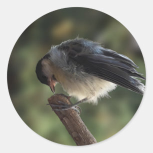Tidi my Bird the Parus Major Runder Aufkleber