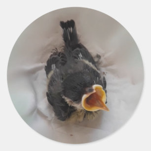 Tidi my Bird the Parus Major Runder Aufkleber