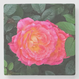Tidly Winks Rose #1 Untersetzer