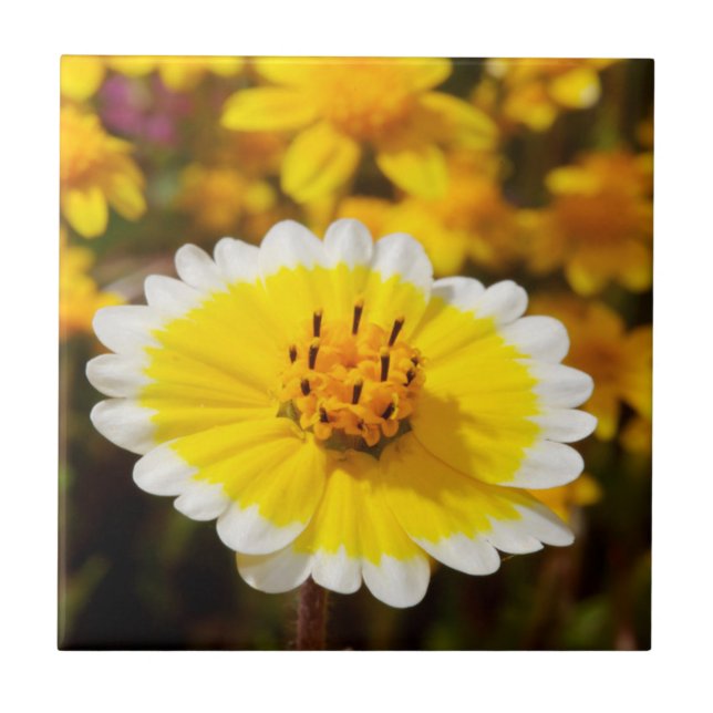 Tidy Tip Wildblumen Fliese (Vorderseite)
