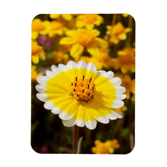 Tidy Tip Wildblumen Magnet (Vertikal)