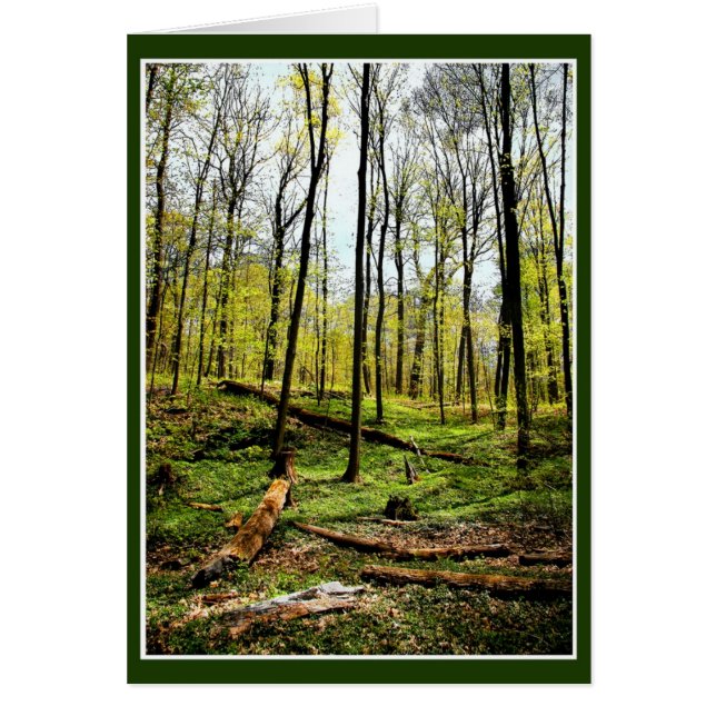 tief im Wald (Vorne)