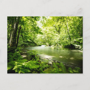 tief in den Wald Postkarte