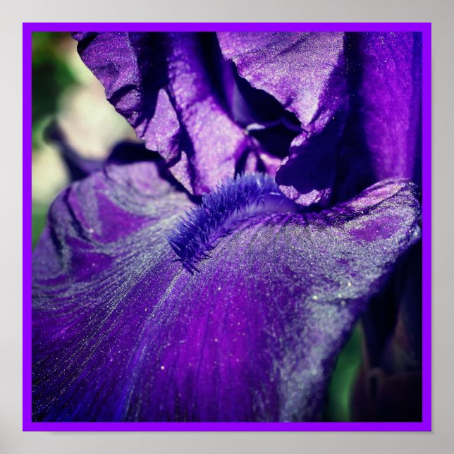 Tief Lila Iris Blume Petal Poster (Vorne)