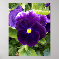 Tief Lila Pansy, Poster