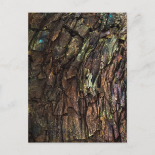 Tief rissige Baumrinde mit farbenfrohen Highlights Postkarte