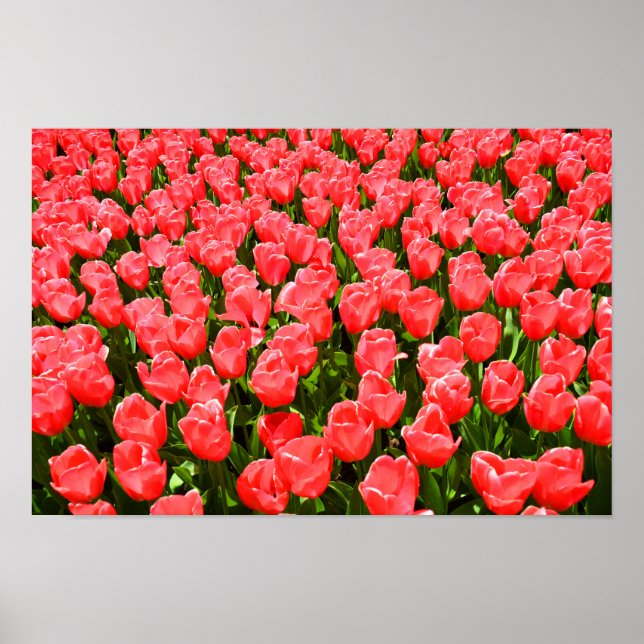 Tief rosa Tulpen Poster (Vorne)