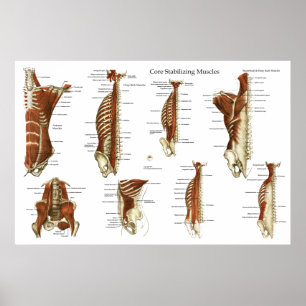 Tief stabilisierende Muskeln Anatomie Poster