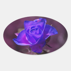 Tief violetter Rosenaufkleber Ovaler Aufkleber