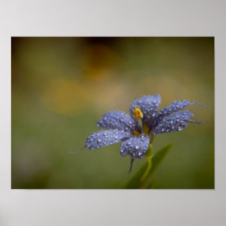 Tiefblaue Augen Poster
