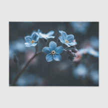 Tiefblaue Vergissmeinnicht