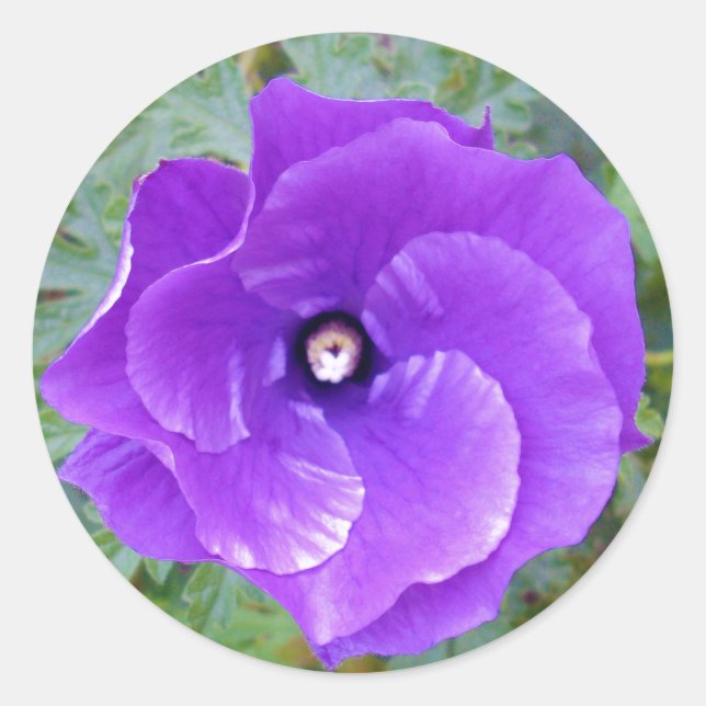 tiefe Blume des Lila Hibiskus, Runder Aufkleber (Vorderseite)