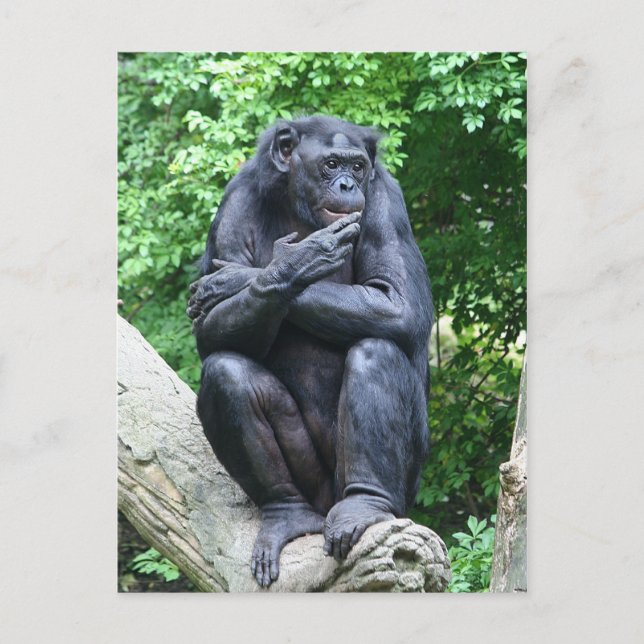 Tiefe Gedanken Postkarte (Vorderseite)