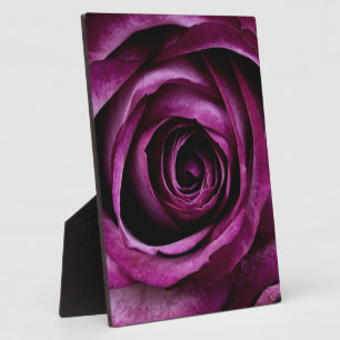 Tiefe Lila Rose Fotoplatte