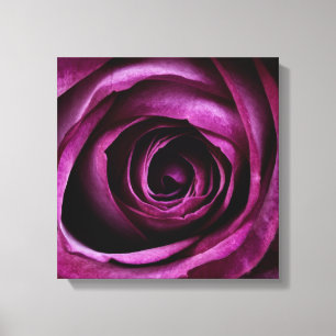 Tiefe Lila Rose Leinwanddruck