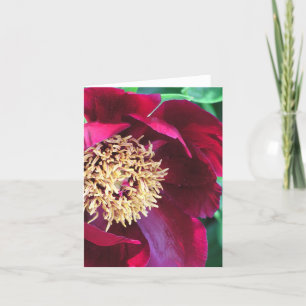 "TIEFE ROSE FARBIERTE PERSONEN" NOTECARD/FOTOG./BL KARTE