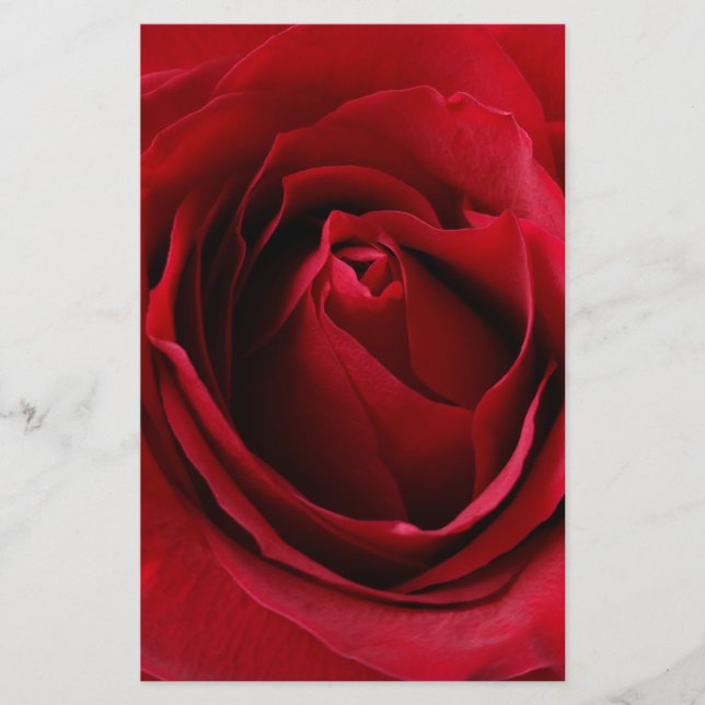 tiefe rote Rose (Vorderseite)