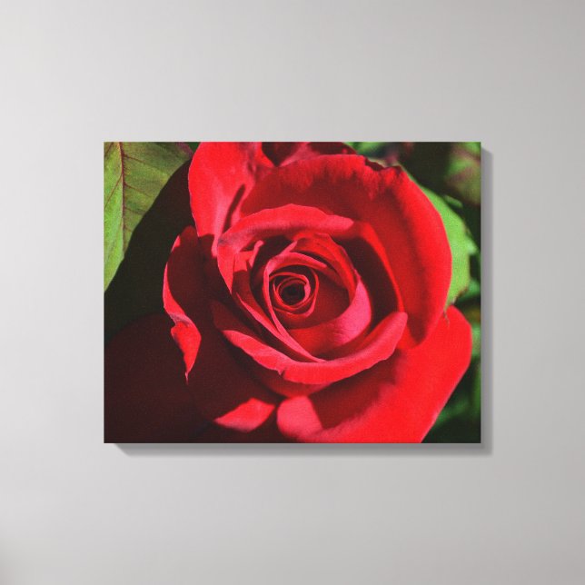 Tiefe Rote Rose Leinwanddruck (Vorderseite)