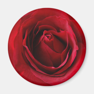 tiefe rote Rose Magnet