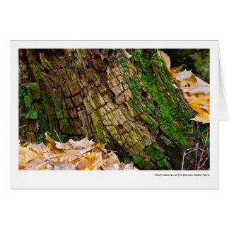Tiefer Herbst am Frontenac Staats-Park