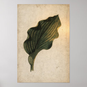 Tiefgrünes Hosta-Blatt Botanisches Poster