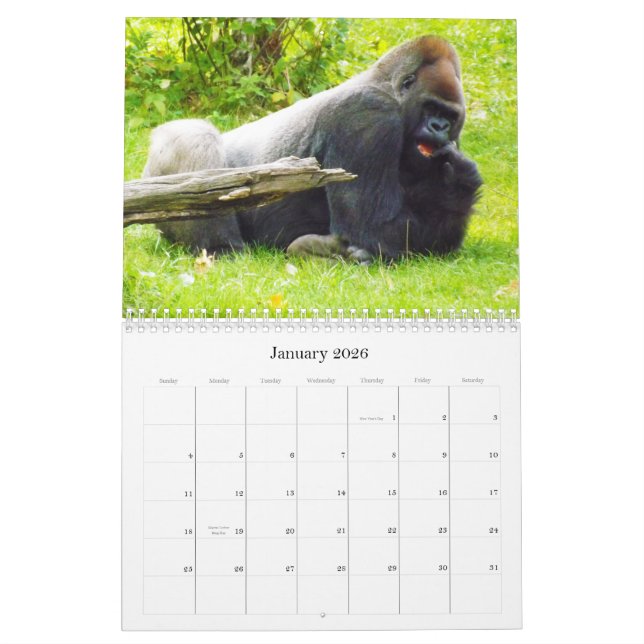 Tiefland-Gorillas des Kansas- CityZoos Kalender (Jan 2026)