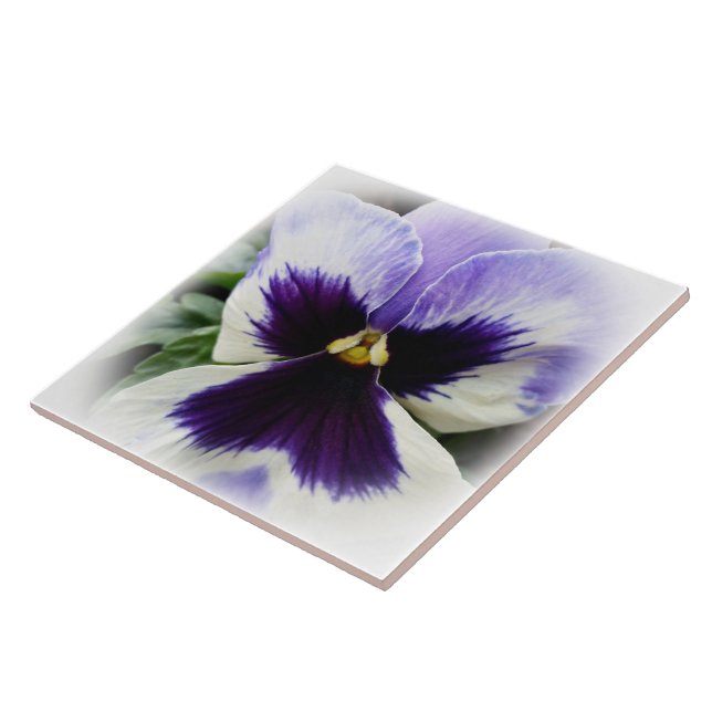 tiefpurpurn auf weißem Pansy Fliese (Seite)