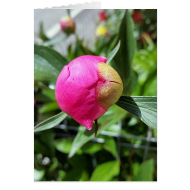 tiefrosa Bube (Vorne)