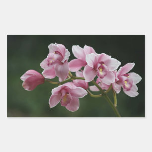 tiefrosa Orchideenrechteck Rechteckiger Aufkleber