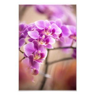 Tiefrosa Phalaenopsis-Orchideen-Blumenkette Fotodruck