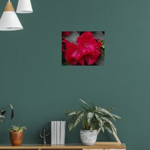 Tiefrosa Rhododendronblüten-Blumen-Fotografie Poster