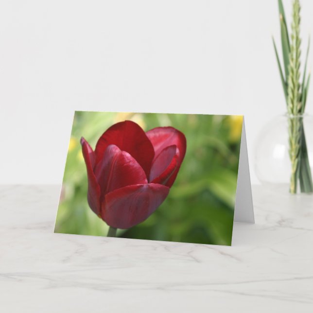 Tiefrote Tulpe Karte (Vorderseite)