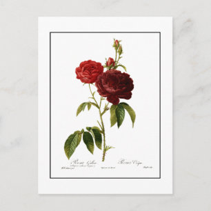 Tiefrote Vintage-Rosen-Malerei Postkarte