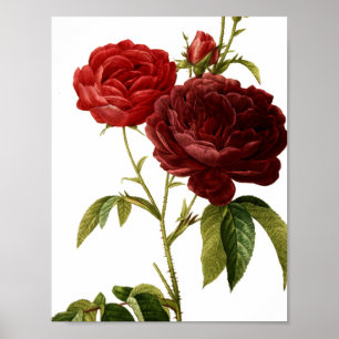 Tiefrotes Vintages Rosenmalen Poster