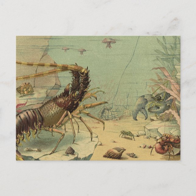Tiefseegarnelen, Vintage Meerestiere Postkarte (Vorderseite)