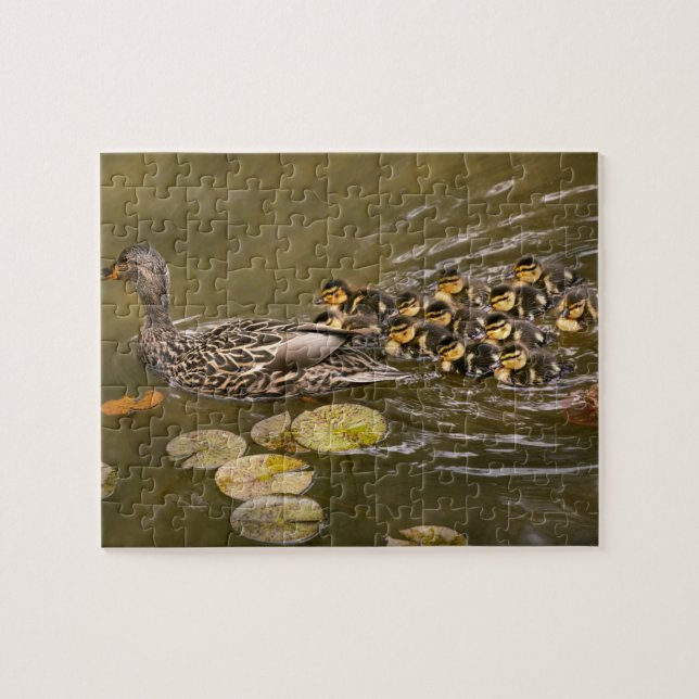 Tier - Ducks - Swim like a duck (Horizontal)