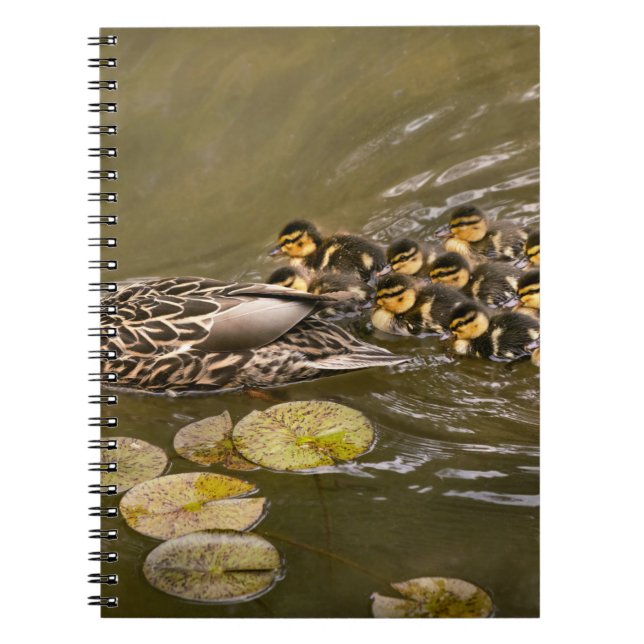 Tier - Ducks - Swim like a duck Notizblock (Vorderseite)