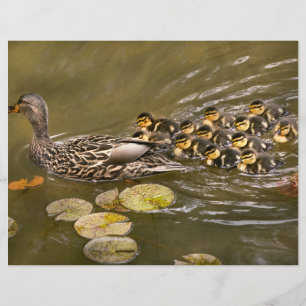 Tier - Enten - Schwimmen wie eine Ente Flyer