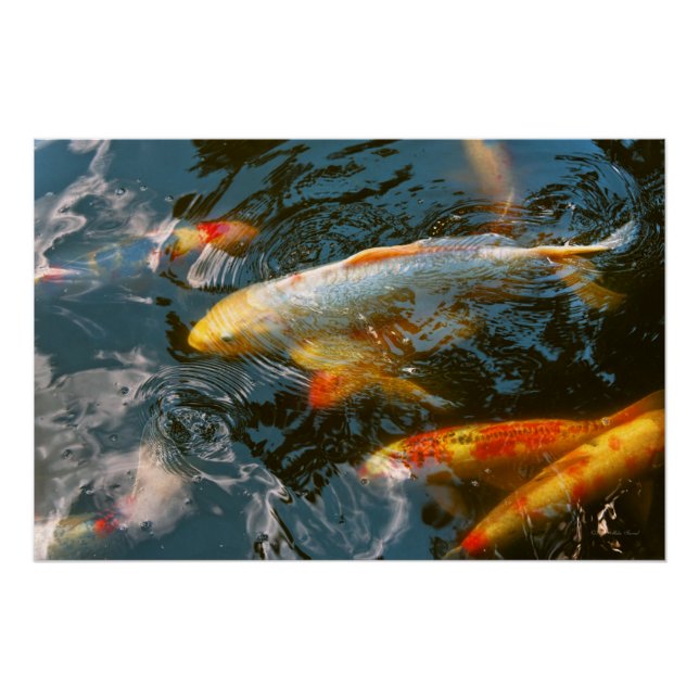 Tier - Fisch - Glück bringen Poster (Vorderseite)