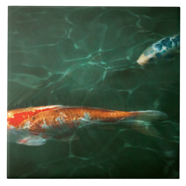 Tier - Fisch - Koi - Eine weitere Fischgeschichte Fliese (Vorderseite)