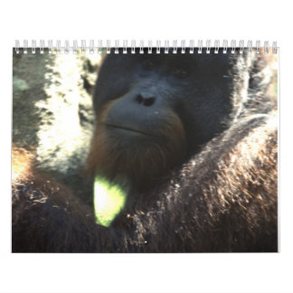Tier-Fotografie 2011 Kalender