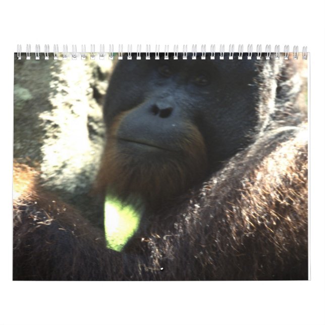 Tier-Fotografie 2011 Kalender (Titelbild)