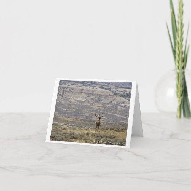 Tier-Fotografie-Anmerkungs-Karten-Entwurf 1 Karte (Vorderseite)
