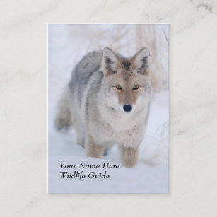 Tier-Führer-Kojote-Visitenkarte Visitenkarte