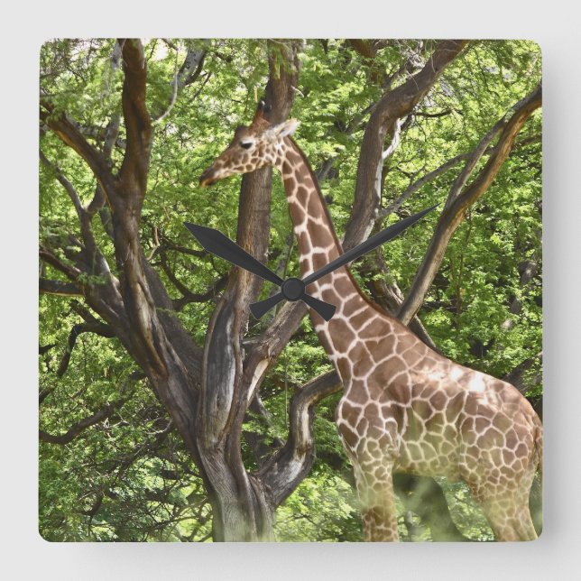Tier Giraffe Wall Clock Quadratische Wanduhr (Vorderseite)