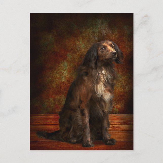 Tier - Hund - Cocker Spaniel - Diese verträumten A Postkarte (Vorderseite)