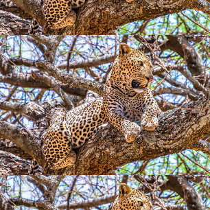 Tier im freien kissen